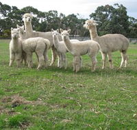 Blackgate Lodge Alpaca Stud - Accommodation Brunswick Heads