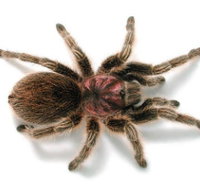 Melbourne Museum - Accommodation Brunswick Heads