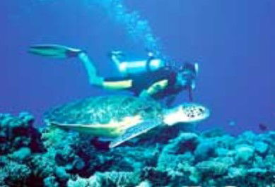Poseidon Outer Reef Cruises - Accommodation Brunswick Heads 1