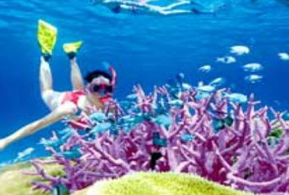 Poseidon Outer Reef Cruises - Accommodation Brunswick Heads 2