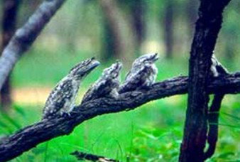 Esmeralda ACT Accommodation Brunswick Heads