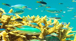 Reef Jet Cruises - Accommodation Brunswick Heads 4