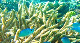 Reef Jet Cruises - Accommodation Brunswick Heads 5