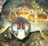 Adrenalin Snorkel and Dive - Accommodation Brunswick Heads