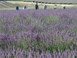 Aloomba Lavender - Accommodation Brunswick Heads 1