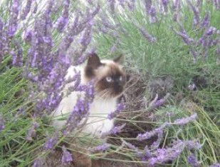 Aloomba Lavender - Accommodation Brunswick Heads 2