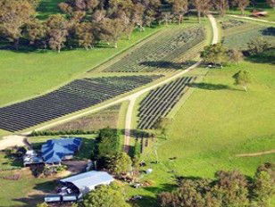 Aloomba Lavender - Accommodation Brunswick Heads 3