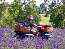 Aloomba Lavender - Accommodation Brunswick Heads 4