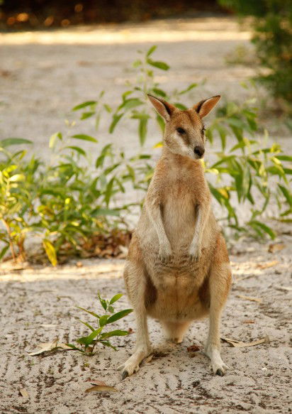 An Island Hideaway - Accommodation Brunswick Heads 4