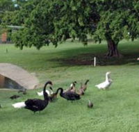 Anzac Park and Ululah Lagoon - Accommodation Brunswick Heads