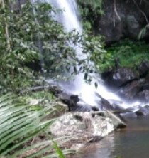 Araucaria Ecotours - Accommodation Brunswick Heads 4