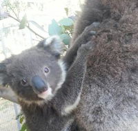West Oz Wildlife Petting Zoos - Accommodation Brunswick Heads