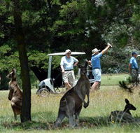 Glen Innes Golf Club - Accommodation Brunswick Heads