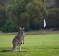 Anglesea Golf Club - Accommodation Brunswick Heads