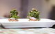 Sugarcane Restaurant - thumb 4
