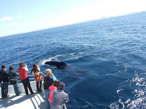 Moonshadow–TQC Cruises - Accommodation Brunswick Heads 1