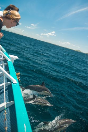 Moonshadow–TQC Cruises - Accommodation Brunswick Heads 3