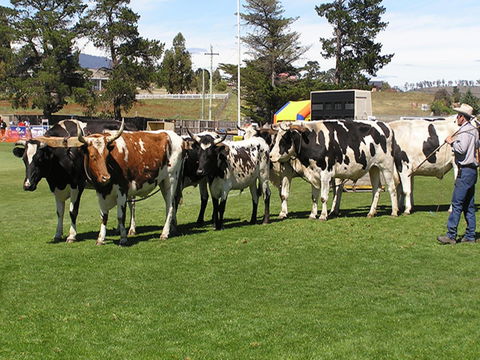 Brighton Show - Accommodation Brunswick Heads 0