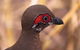 Kakadu Bird Week Tours & Cruises - thumb 2