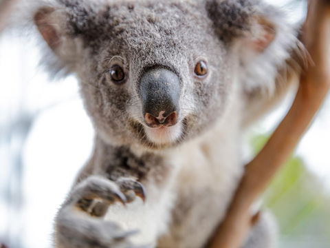 Meet The Stars Of The Livestreams - Accommodation Brunswick Heads 0