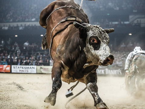 PBR Hawkesbury Stampede - Accommodation Brunswick Heads 1
