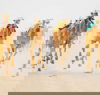 The Quirindi Camel Cup - Accommodation Brunswick Heads