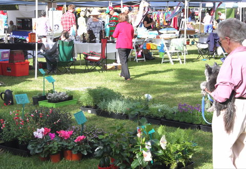 Batemans Bay Sunday Market - Accommodation Brunswick Heads 2