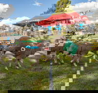 Caragabal Sheep Races - Accommodation Brunswick Heads