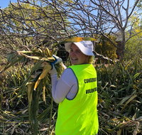 Conservation Volunteers Australia Townsville - Beach Scrub Conservation - Accommodation Brunswick Heads