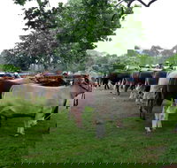Dorrigo Agricultural Show - Accommodation Brunswick Heads