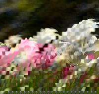 Floriade Reimagined - Accommodation Brunswick Heads