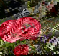 Garden Expo Benalla - Accommodation Brunswick Heads