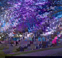 Grafton Jacaranda Festival - Accommodation Brunswick Heads