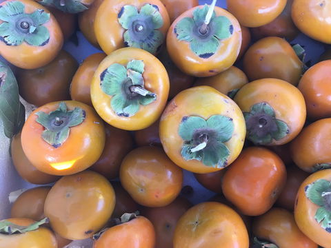 Griffith Rotary Market - Accommodation Brunswick Heads 2
