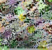 Indoor Plant Pop Up Event - Accommodation Brunswick Heads