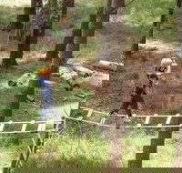 July 2020 Holidays- Go Wild at the Mt Lofty Adventure Hub - Accommodation Brunswick Heads