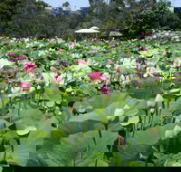 Lotus Flower Season - Accommodation Brunswick Heads