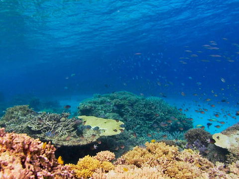 Recovery Of The Great Barrier Reef - Accommodation Brunswick Heads 0