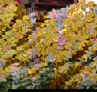 Sapphire Coast Orchid Club Winter Orchid Show - Accommodation Brunswick Heads