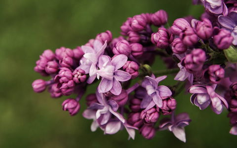 69th Annual Goulburn Lilac City Festival - Accommodation Brunswick Heads 0