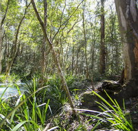 Bottlebutt Bash Trail Run - Accommodation Brunswick Heads