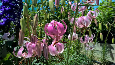 Burnie Lilium Show - Accommodation Brunswick Heads 1