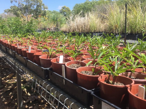 Conservation Volunteers Australia Townsville - Ocean View Nursery - Accommodation Brunswick Heads 2