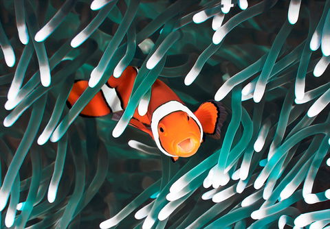 Great Barrier Reef Masters Games - Accommodation Brunswick Heads 1