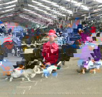 Hamilton Jack Russell Terrier and Hunting Dog Show - Accommodation Brunswick Heads