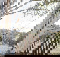 Sculptures in the Garden - Accommodation Brunswick Heads