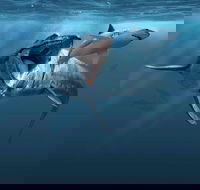 Sea Monsters - Prehistoric Ocean Predators - Accommodation Brunswick Heads