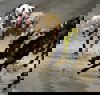 Twilight Greyhound Racing - Accommodation Brunswick Heads