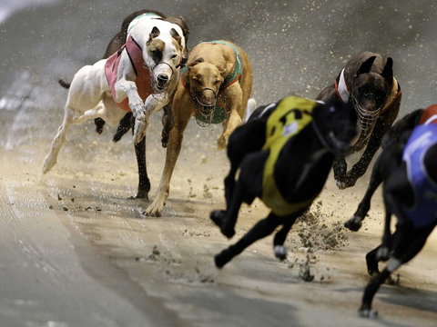 Twilight Greyhound Racing - Accommodation Brunswick Heads 0