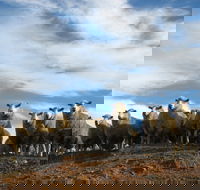Annual Bredbo Sheep Dog Trials - Accommodation Brunswick Heads